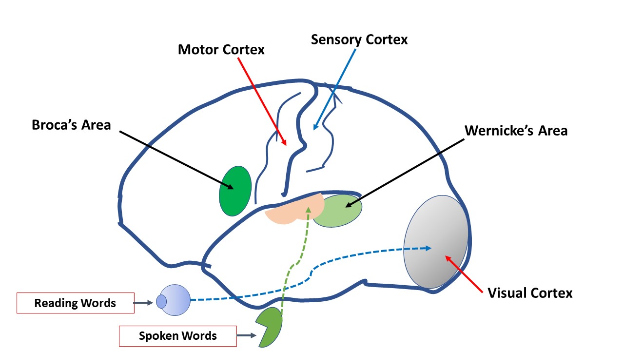 Fig 2 Language areas